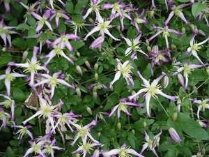 IMGP2444.JPG