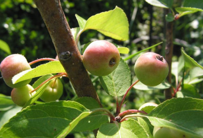APFEL_MO_0708_I.jpg
