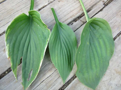 Hosta welche..jpg
