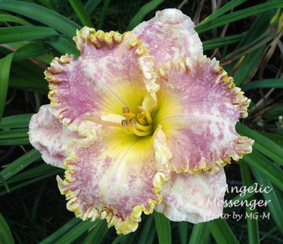 Imgp9619-AngMess.jpg