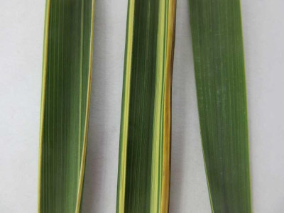 Spartina div.jpg