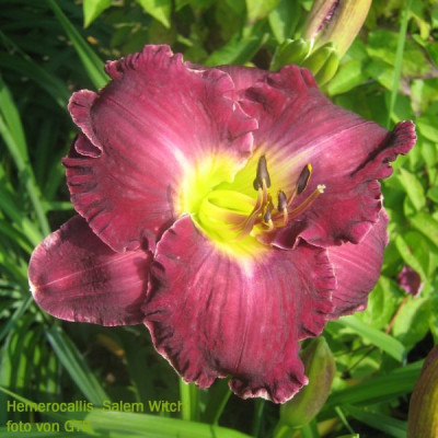 Salem_Witch_2222_r11.jpg