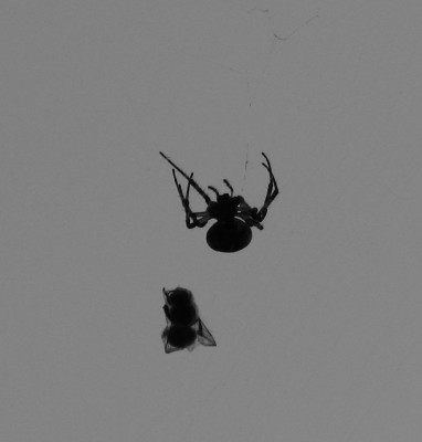SPINNE_MO_0708_I.jpg