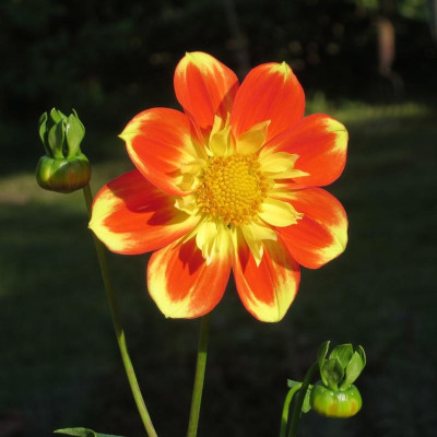Dahlia_2878.jpg