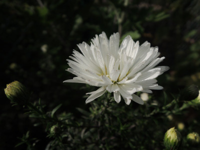 DSCN8316_944.JPG