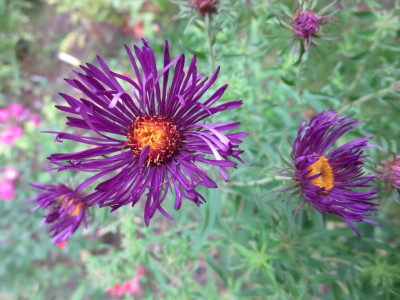 Aster welche_2857.jpg