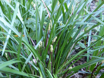 2015-10-02 Liriope.jpg