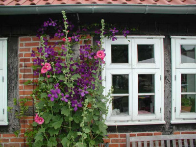 Bauernrose2003.jpg