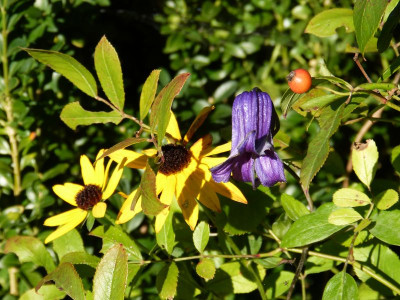 2015-10-02 Gartenimpressionen 1.jpg