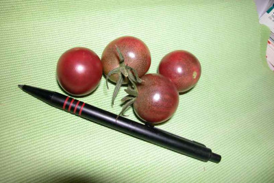 Black_Cherry1.jpg