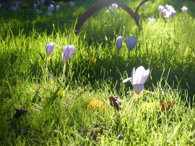 2015-10-02 Gartenimpressionen 2.jpg