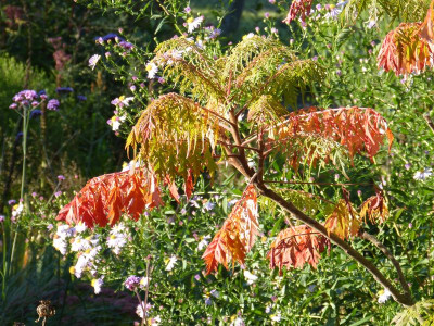 2015-10-02 Gartenimpressionen 3.jpg