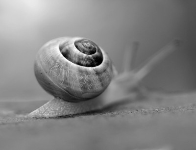Schnecke-SW.jpg