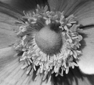 Japananemone-SW.jpg