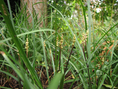 liriope spicata  2008-10-06 (2).JPG