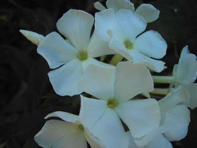 PICT0771.JPG