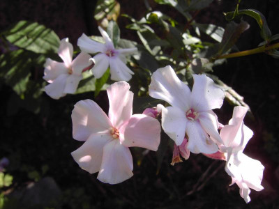 PICT0778.JPG