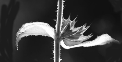 Salvia-sclarea-SW.jpg