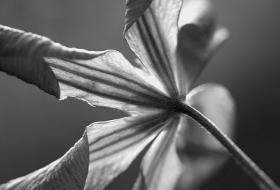 Clematis-SW.jpg