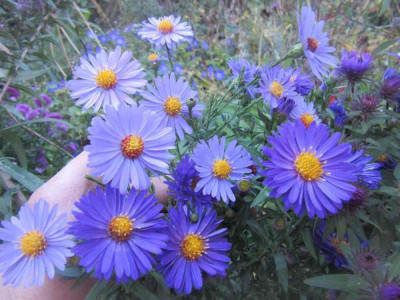 GB slg 4 blaues Wunder.jpg