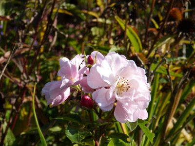 2015-10-03 Gartenimpressionen 1.jpg