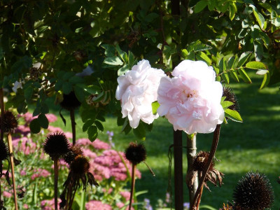 2015-10-03 Gartenimpressionen 2.jpg