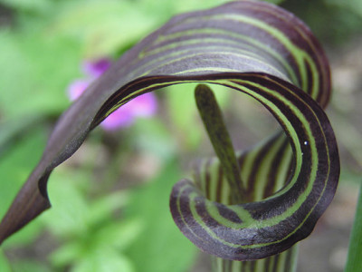 arisaema_amurense.jpg