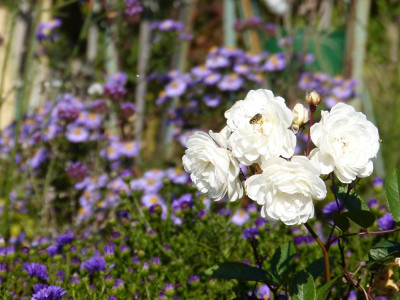 2015-10-03 Gartenimpressionen 3.jpg