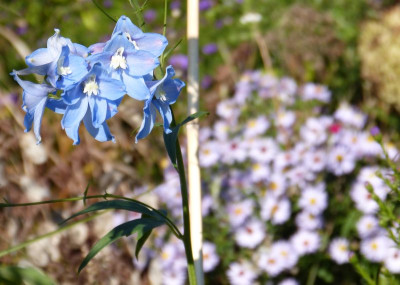 2015-10-03 Gartenimpressionen 4.jpg