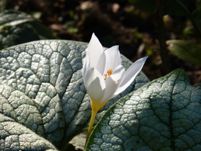 2015-10-03 Gartenimpressionen 6.jpg