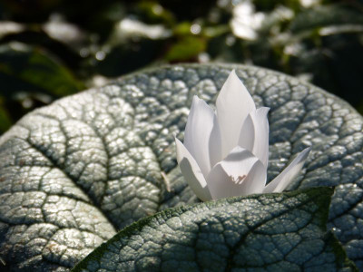 2015-10-03 Gartenimpressionen 7.jpg