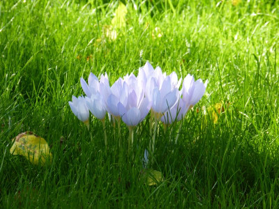2015-10-03 Gartenimpressionen 8.jpg