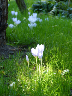 2015-10-03 Gartenimpressionen 9.jpg
