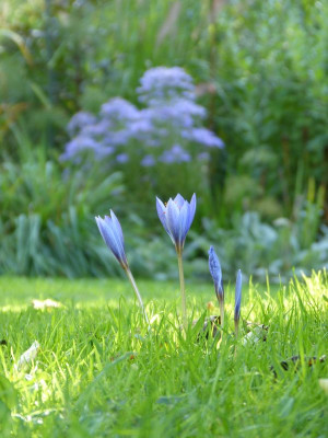 2015-10-03 Gartenimpressionen 10.jpg