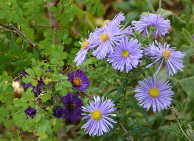 Aster_novae_belgiae-Sämling-lila.15-1.jpg