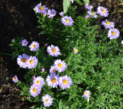 Aster_dumosus-Sämling-flieder.15-1.jpg