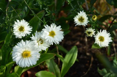 Aster_novae_belgiae-BoningdaleWhite.15-1.jpg