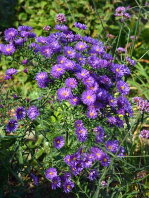 Aster_novae_belgiae-Dauerblau.15-2.jpg