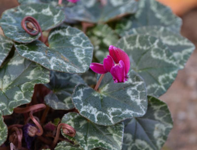 Cyclamen_hederifolium-purpur.15-1.jpg