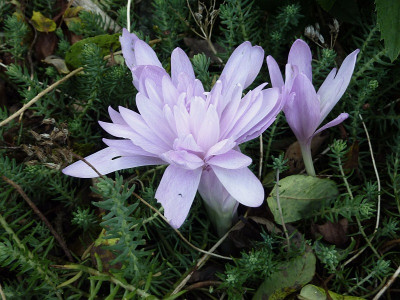 waterlily 2.jpg