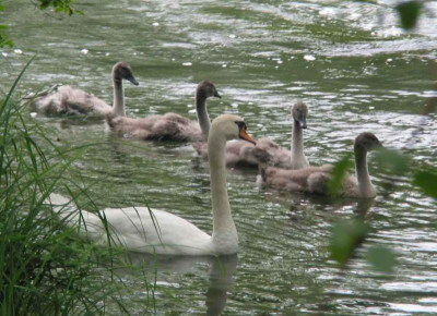 SCHWAN_DO_0607_I.jpg