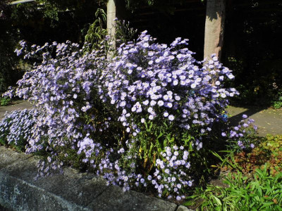 DSCI0581.JPG