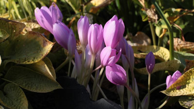 planthill5624.JPG