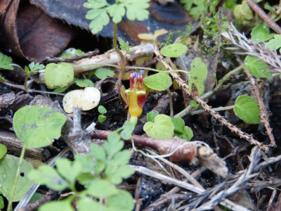 2015-10-03 Fuchsia procumbens.jpg