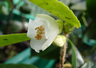 Cordifolia.jpg