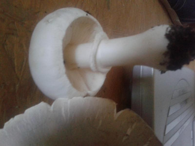 20151003_105106.jpg