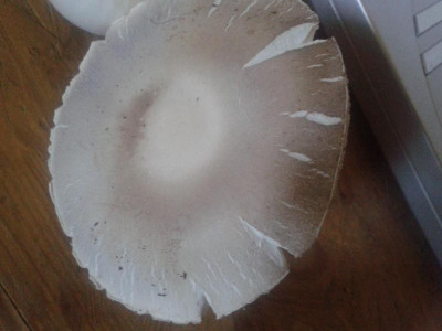 20151003_105054.jpg