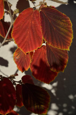 DSC_9231-Hamamelis.JPG