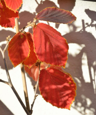 DSC_9232-Hamamelis.JPG