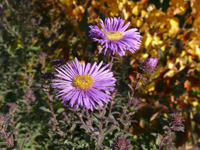 aster_na_2015-10-03_195.jpg